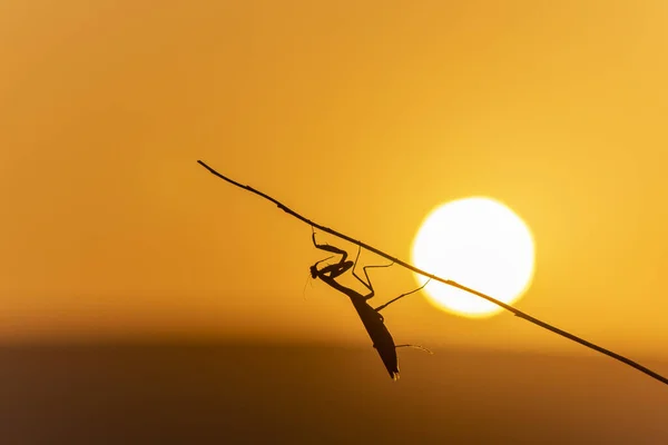 夕阳西下栖息在枝条上的一只祈祷的螳螂的轮廓 — 图库照片