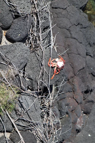 Eine Rote Krabbe Kriecht Auf Schwarzen Vulkanfelsen — Stockfoto