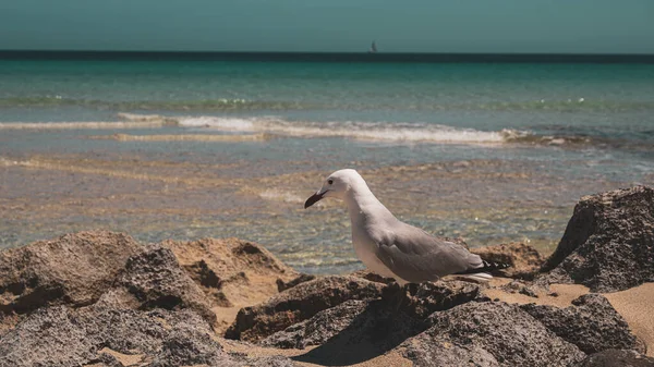Closeup Shot Seagull Perched Rocky Seacoast — Stock Photo, Image
