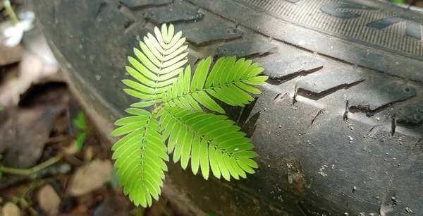 Eine Selektive Fokusaufnahme Einer Pflanze Auf Einem Reifen Der Natur — Stockfoto