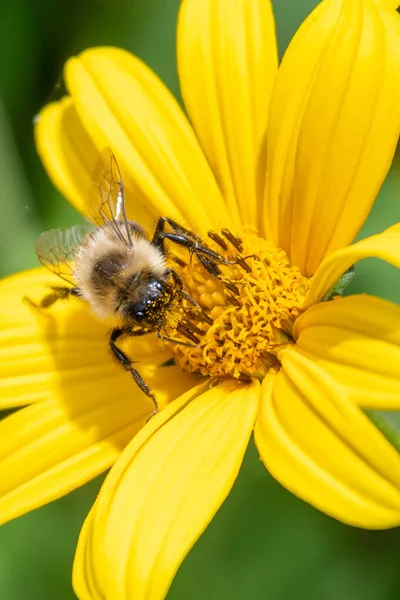 Uma Visão Macro Uma Bela Abelha Pousou Flor Amarela Parque — Fotografia de Stock