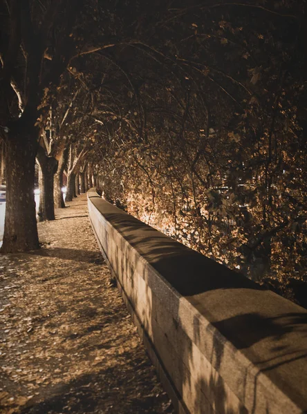 Een Trottoir Bekleed Door Bomen Nachts — Stockfoto