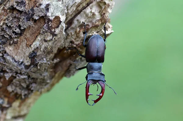 Closeup Shot Stag Beetle Isolated Aged Tree — 스톡 사진