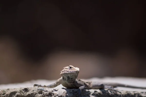 背景がぼやけている石の表面に小さなトカゲのクローズアップショット — ストック写真