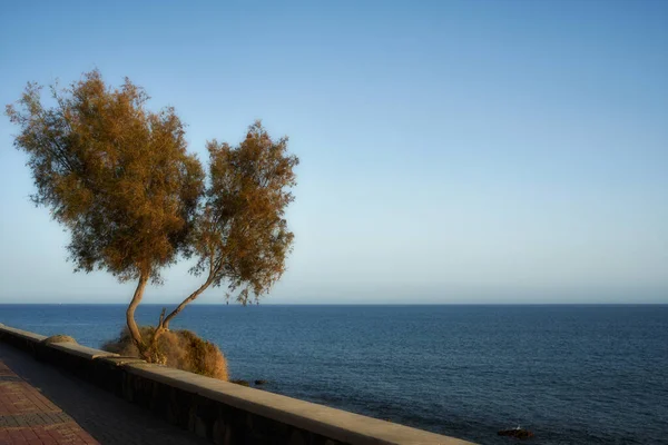 Eine Wunderschöne Meereslandschaft Unter Blauem Himmel Mit Bäumen Vordergrund — Stockfoto