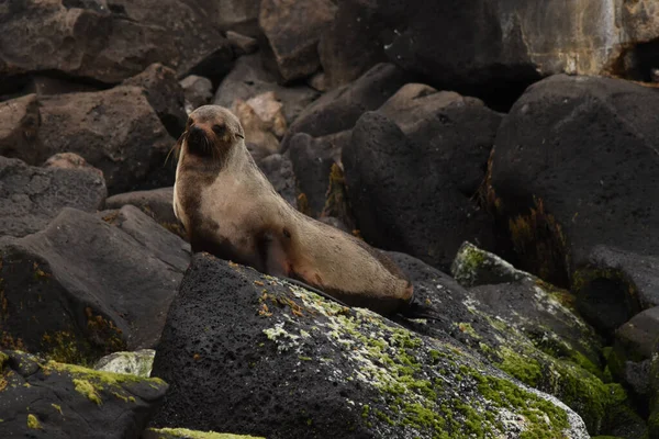 Closeup View Sealion Chilling Rocks Swimming Water — Stock Photo, Image