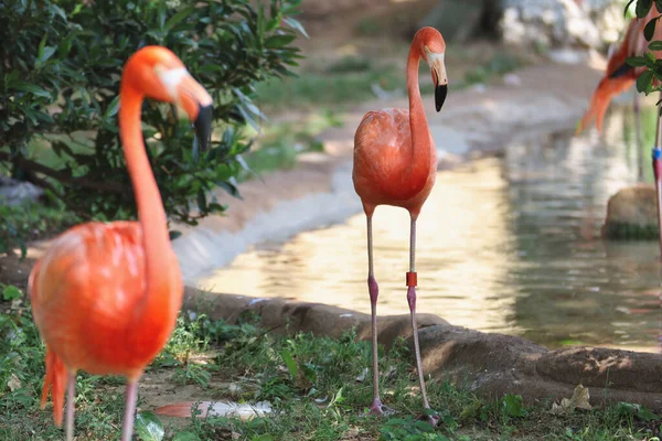Een Paar Prachtige Flamingo Naast Een Meer Een Zonnige Dag — Stockfoto