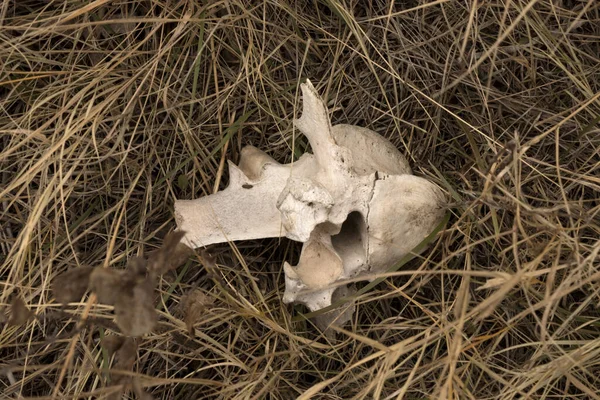 草の中の動物の頭蓋骨 — ストック写真
