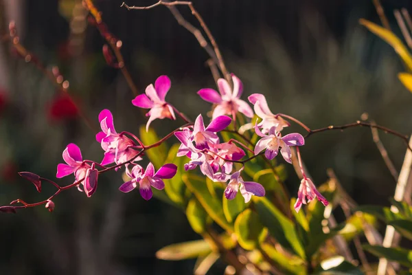 晴れた日には 紫色のフィリピンの地上蘭 別名Spathoglottis Plicataの閉鎖 — ストック写真