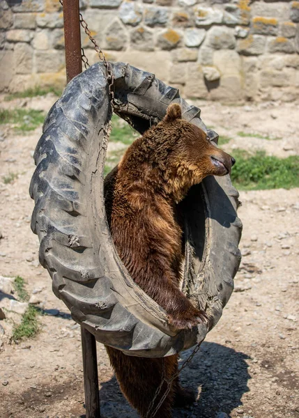 Vertikální Záběr Medvěda Hrajícího Zavěšené Pneumatice Zoo — Stock fotografie