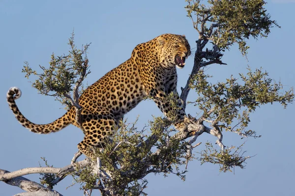 一只非洲猎豹大吼着站在树枝上 — 图库照片