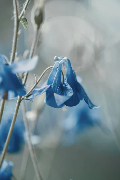 Mavi Scilla Çiçeklerinin Yüzeysel Odak Noktası — Stok fotoğraf