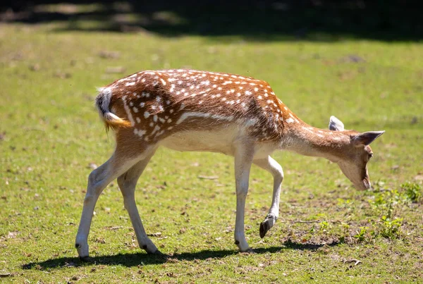 Ein Niedliches Kleines Reh Auf Einer Wiese — Stockfoto