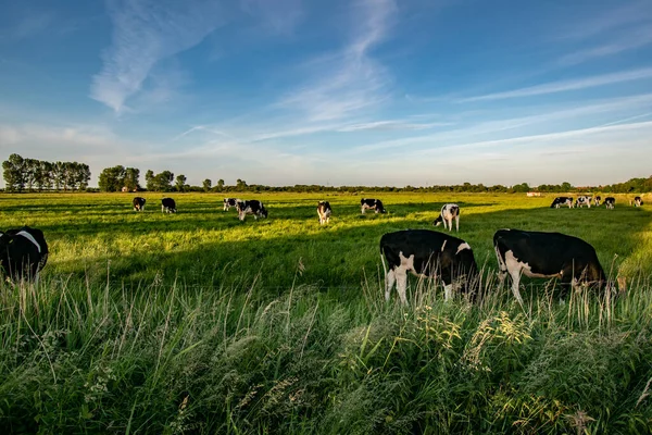 Krásný Výhled Krávy Pasoucí Zelené Krajině — Stock fotografie