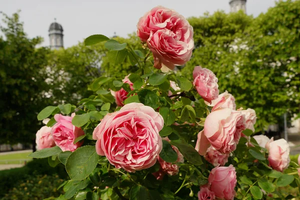 Primer Plano Rosas Con Árboles Torres Schloss Bensberg Fondo — Foto de Stock