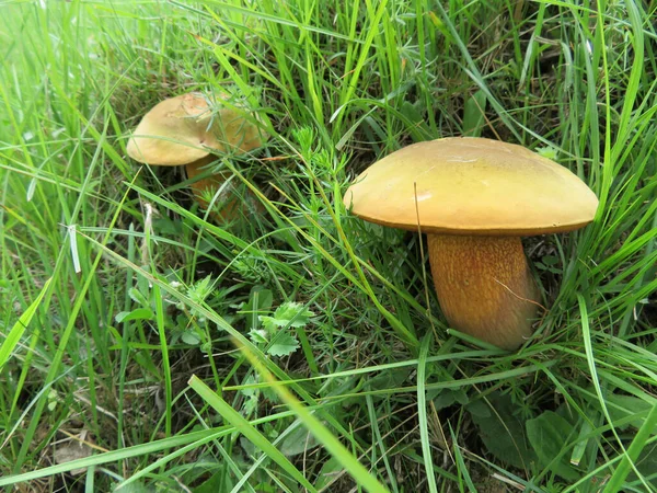 Two Yellow Mushrooms Forest Grass — 스톡 사진