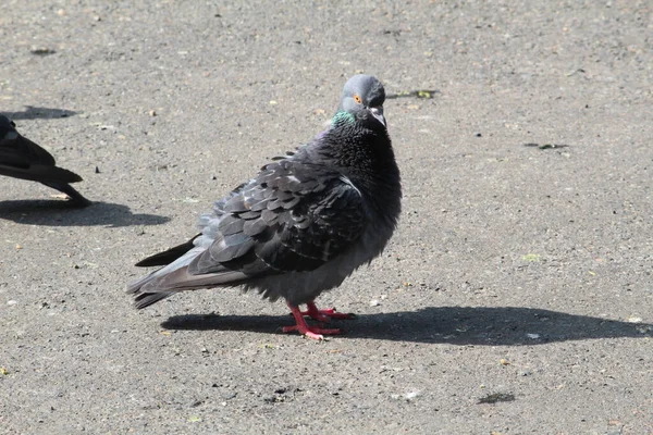 Tiro Perto Pombo Gordinho Esfarrapado Que Afasta Seu Rebanho Chão — Fotografia de Stock