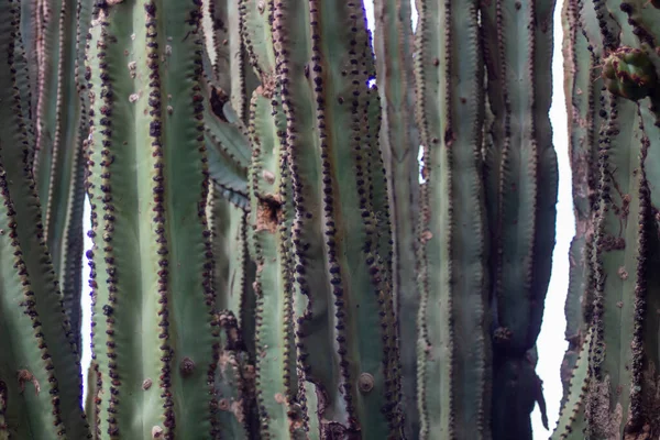 Primer Plano Pipa Órgano Pitaya Cactus — Foto de Stock