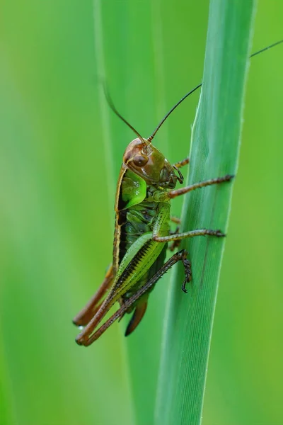 在草叶上垂直拍摄的罗柴油丛林蟋蟀特写 — 图库照片