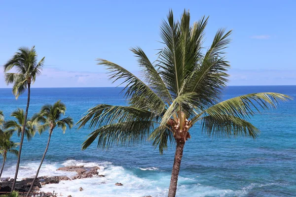 Eine Wunderschöne Landschaft Mit Palmen Und Herrlichem Wasser Des Pazifischen — Stockfoto