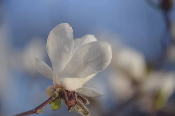Eine Nahaufnahme Einer Weißen Blütenblume Auf Verschwommenem Hintergrund — Stockfoto