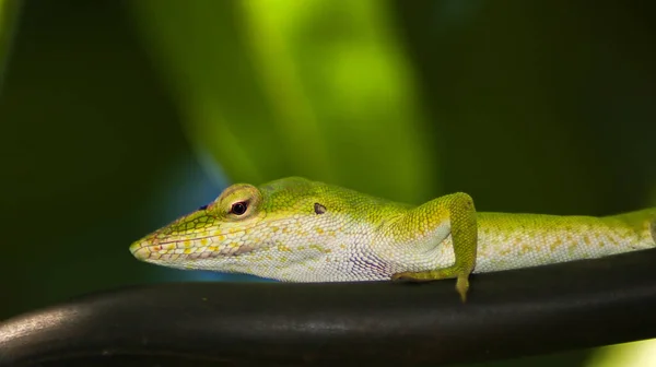 Tiro Perto Uma Cara Lagarto Verde — Fotografia de Stock