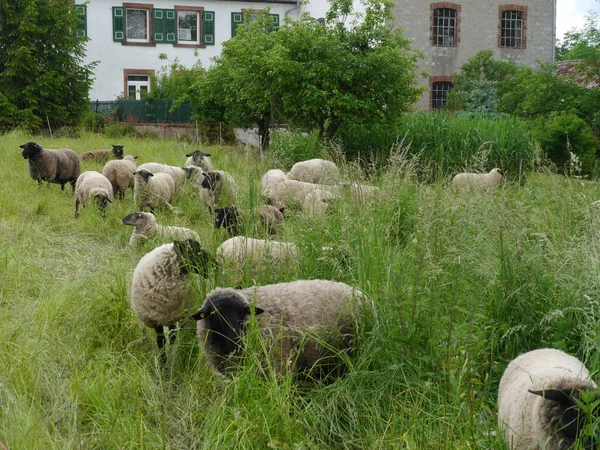 Closeup Sheep Grazing House — 스톡 사진