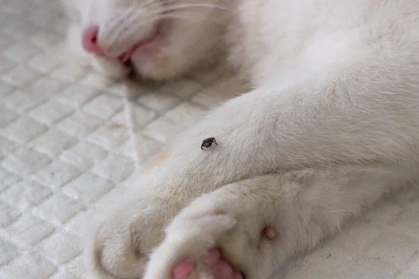 Uma Visão Perto Uma Carraça Feminina Infectada Pata Gato Inseto — Fotografia de Stock