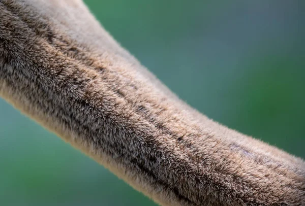 Plan Rapproché Une Corne Cerf Poilu Texturée — Photo