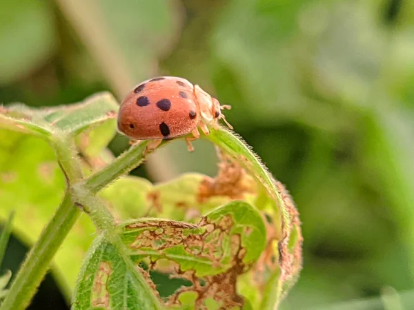 Uma Visão Macro Uma Joaninha Sentada Caule Folha Planta Dia — Fotografia de Stock