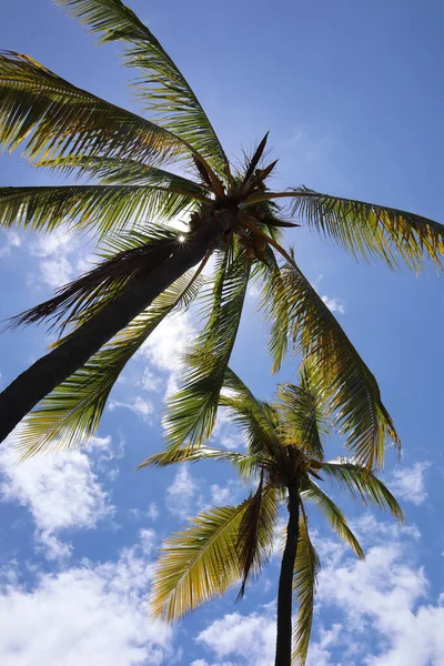 Beautiful View Palm Trees Resort Kona Hawaii — Stock Photo, Image