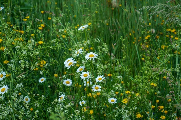 Eine Nahaufnahme Von Gänseblümchen Die Auf Einem Feld Wachsen — Stockfoto