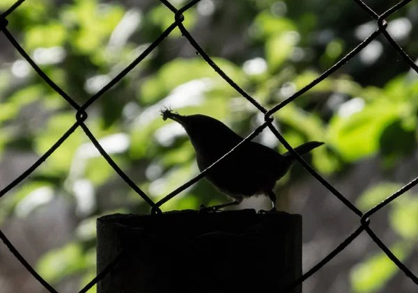 Closeup Silhouette Bird Eating Small Bug Metal Fence Blurry Background — 스톡 사진
