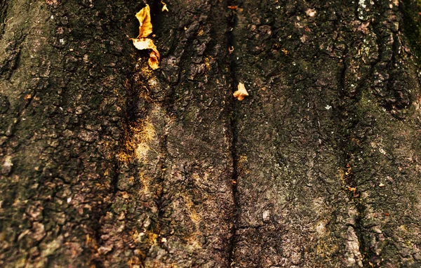 Makroaufnahme Eines Baumstammes Mit Rauer Rinde Sonnenlicht — Stockfoto