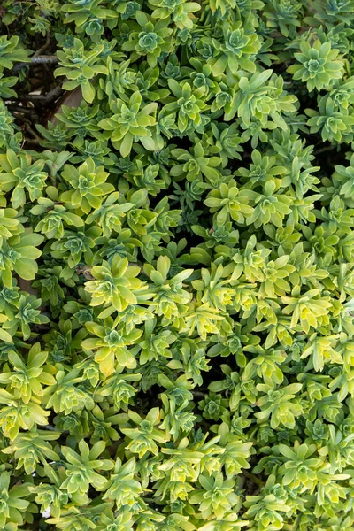 Güneşli Bir Günde Tarlada Yetişen Küçük Yeşil Yapraklı Bitkinin Yakın — Stok fotoğraf
