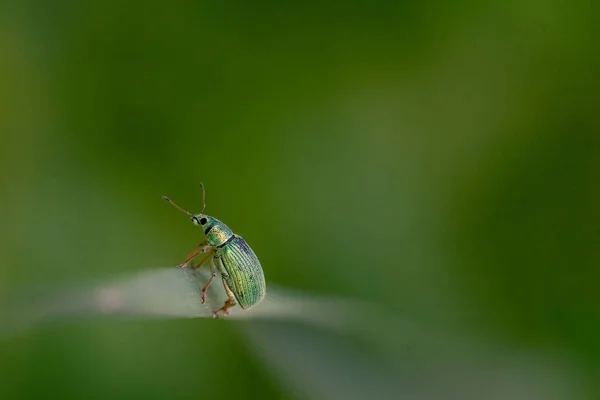 草叶上淡绿色的象鼻虫的选择性聚焦镜头 — 图库照片