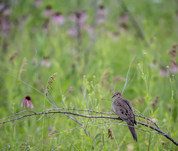 Gros Plan Petit Oiseau Gris Assis Sur Brindille Arbre Fond — Photo