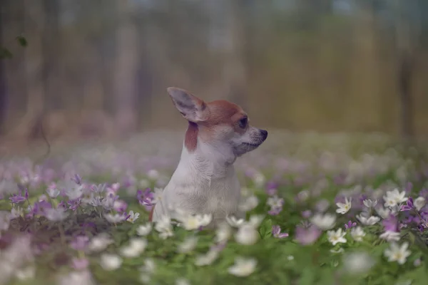 Förtjusande Chihuahua Ett Blomfält — Stockfoto