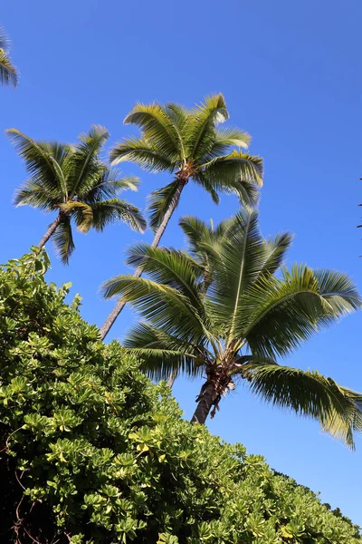 Beautiful Landscape Palm Trees Gorgeous Pacific Ocean Waters Resort Kona — Stock Photo, Image