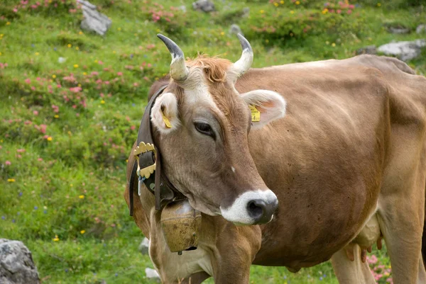 Βοοειδή Montafon Αλπικό Λιβάδι Στο Vorarlberg Αυστρία — Φωτογραφία Αρχείου