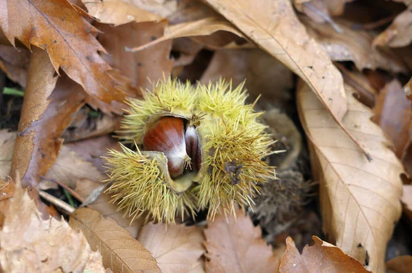 Uma Castanha Nas Folhas Secas Outono — Fotografia de Stock