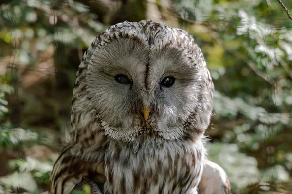 Eine Eule Blickt Mit Klugen Augen Und Laub Hintergrund Die — Stockfoto