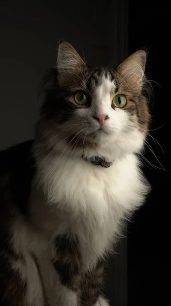 Retrato Gato Bonito Peludo Floresta Norueguesa Com Olhos Verdes — Fotografia de Stock