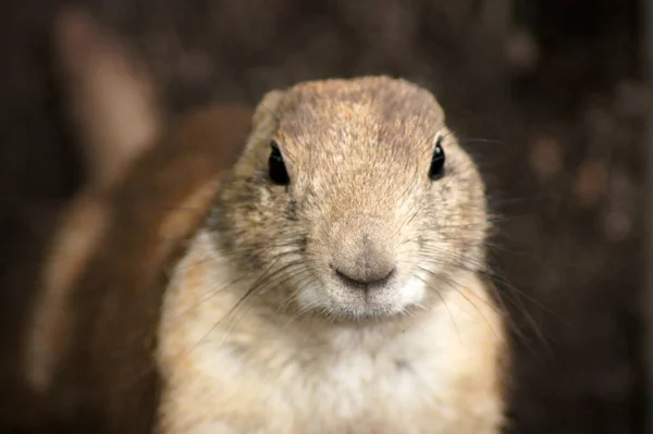 Tiro Perto Gopher Fofo Chão — Fotografia de Stock