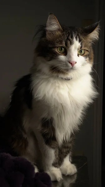 Portrait Cute Hairy Norwegian Forest Cat Green Eyes — Stock Photo, Image