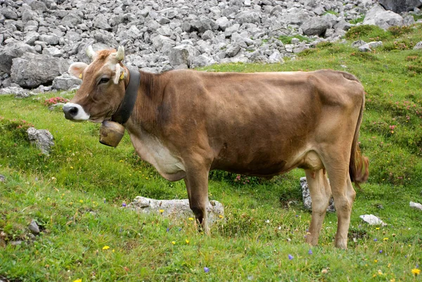 Montafon Sığırları Vorarlberg Avusturya Alp Çayırında — Stok fotoğraf
