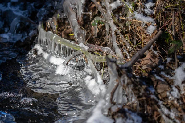 Closeup Shot Frozen Plants Forest — Stock Photo, Image