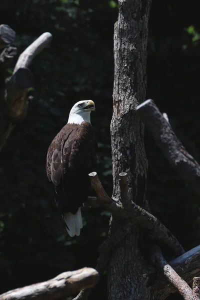 Disparo Vertical Majestuoso Águila Calva Una Rama Árbol Zoológico —  Fotos de Stock