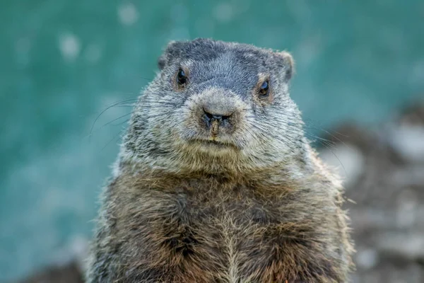 Closeup Shot Groundhog — Stock Photo, Image