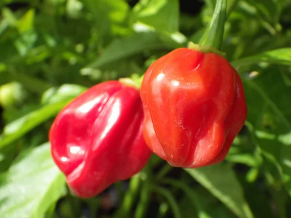 Çalı Üzerinde Yetişen Kırmızı Habanero Biberlerinin Yakın Plan Çekimi — Stok fotoğraf